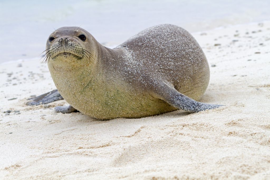 Wildlife