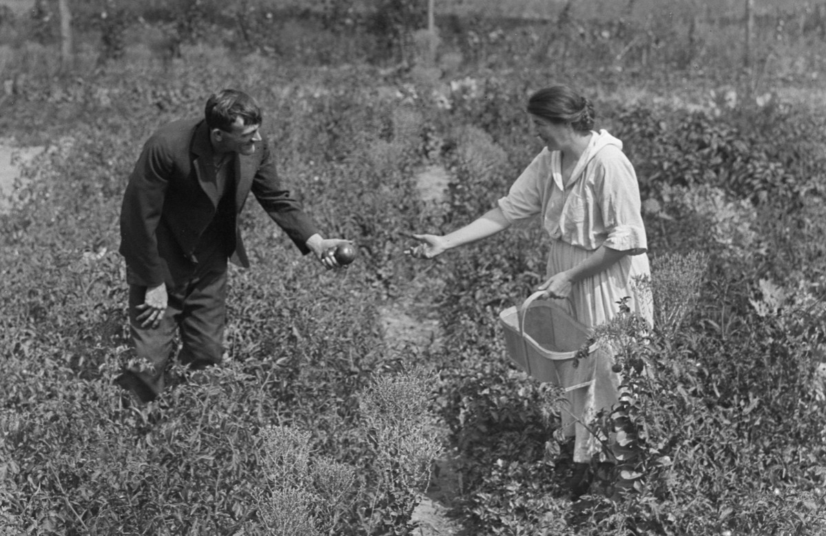 A couple pick tomatoes together, ca. 1910.