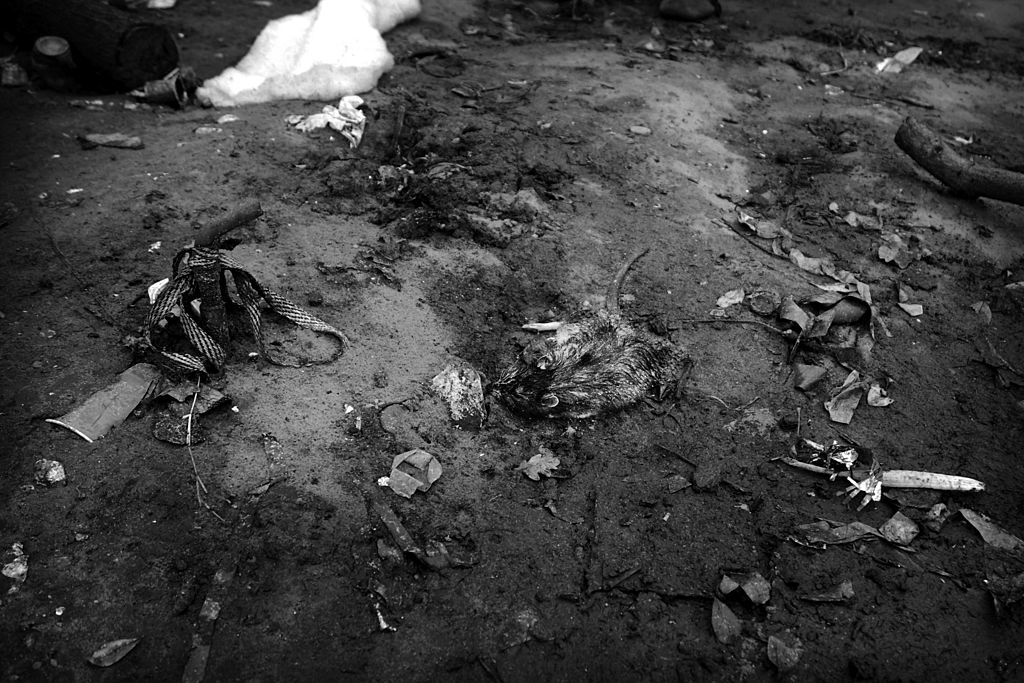 filthy floor with dead rat
