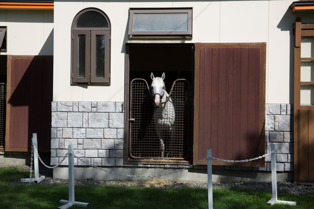 a white horse peeks out from its stall