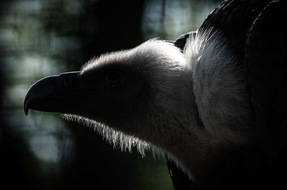 close-up of a vulture in an enclosure at the Paris zoological park