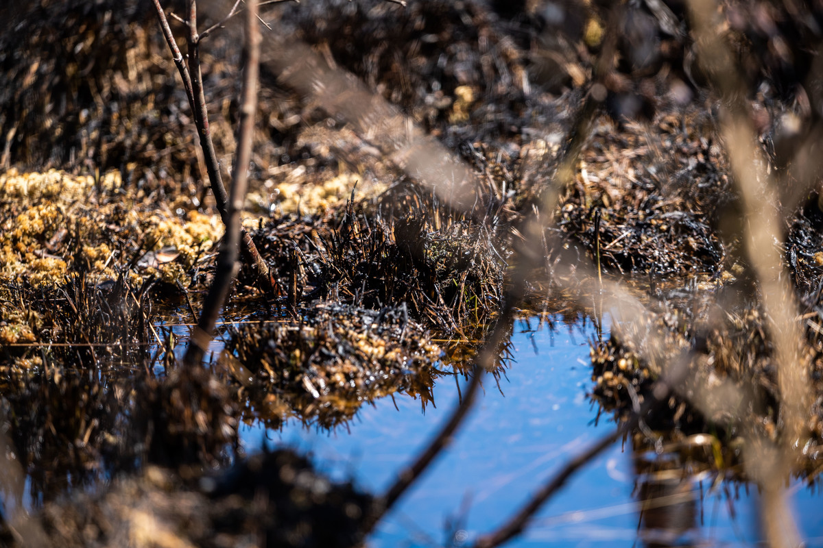 A view of a charred spot in the moor