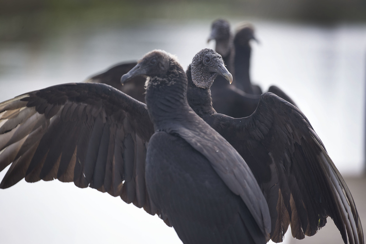 Vultures are seen in the Florida Everglades