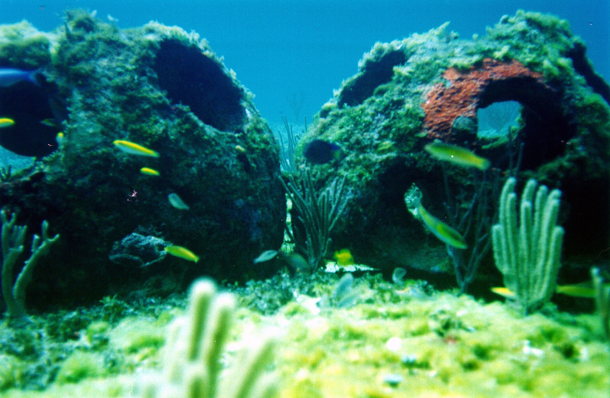 Cremated remains that were added to the concrete of an artificial reef from Eternal Reefs, Inc.
