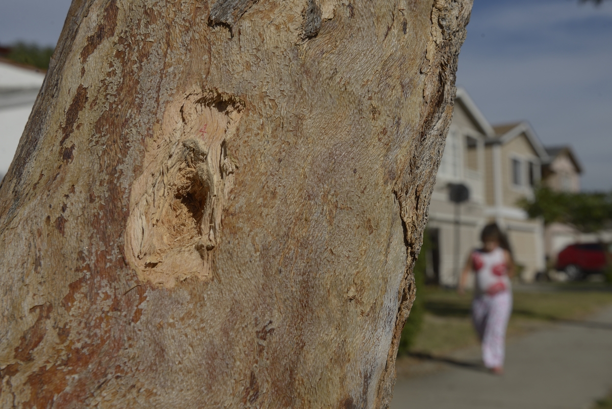 A seven-year old girl walks by a bullet hole in a tree