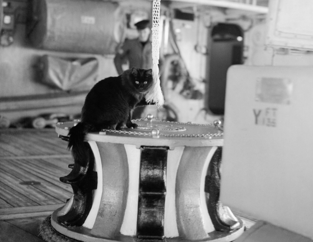 Tiddles the cat served aboard the HMS Victorious during World War II