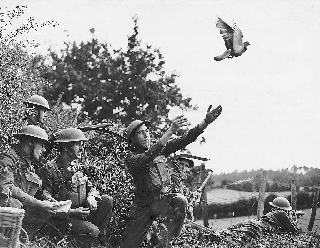 soldiers releasing a bird when other means of communication had broken down, the Army pigeons all over the countryside are ready