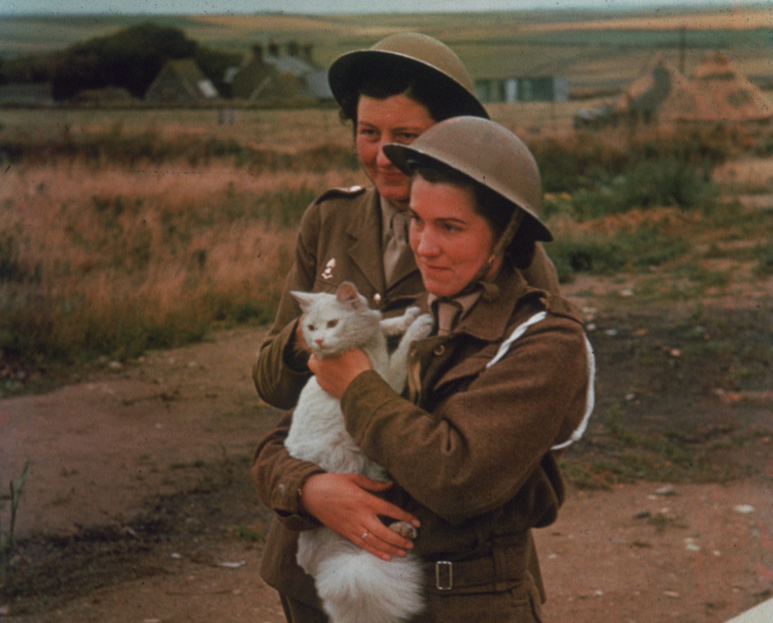 ats mascot cat being held by female soldiers at a gun site in california in 1941