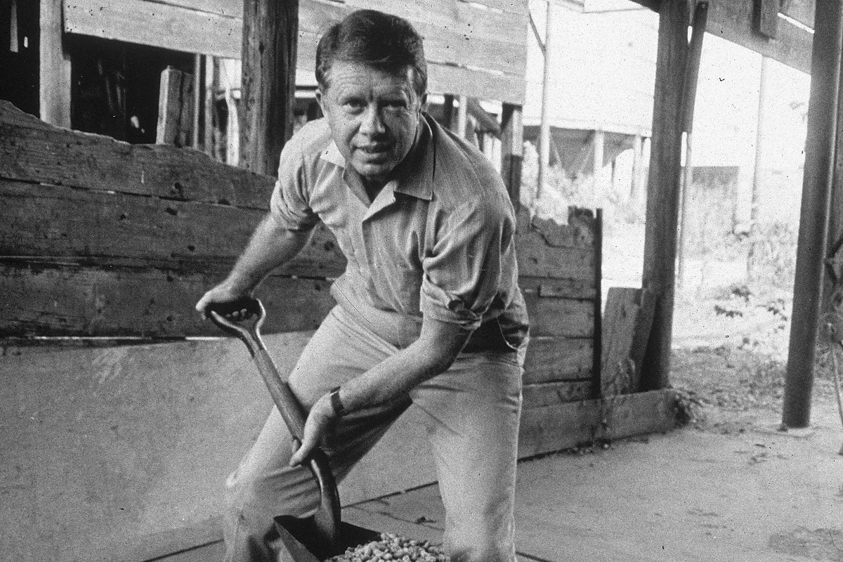 American politician Jimmy Carter ooks up while shoveling peanuts on a peanut farm,