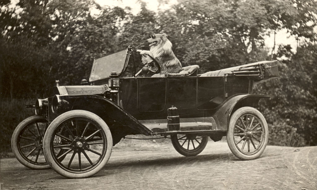 Dog sitting in driver's seat