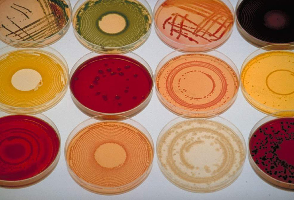 bacteria can survive frozen for years
