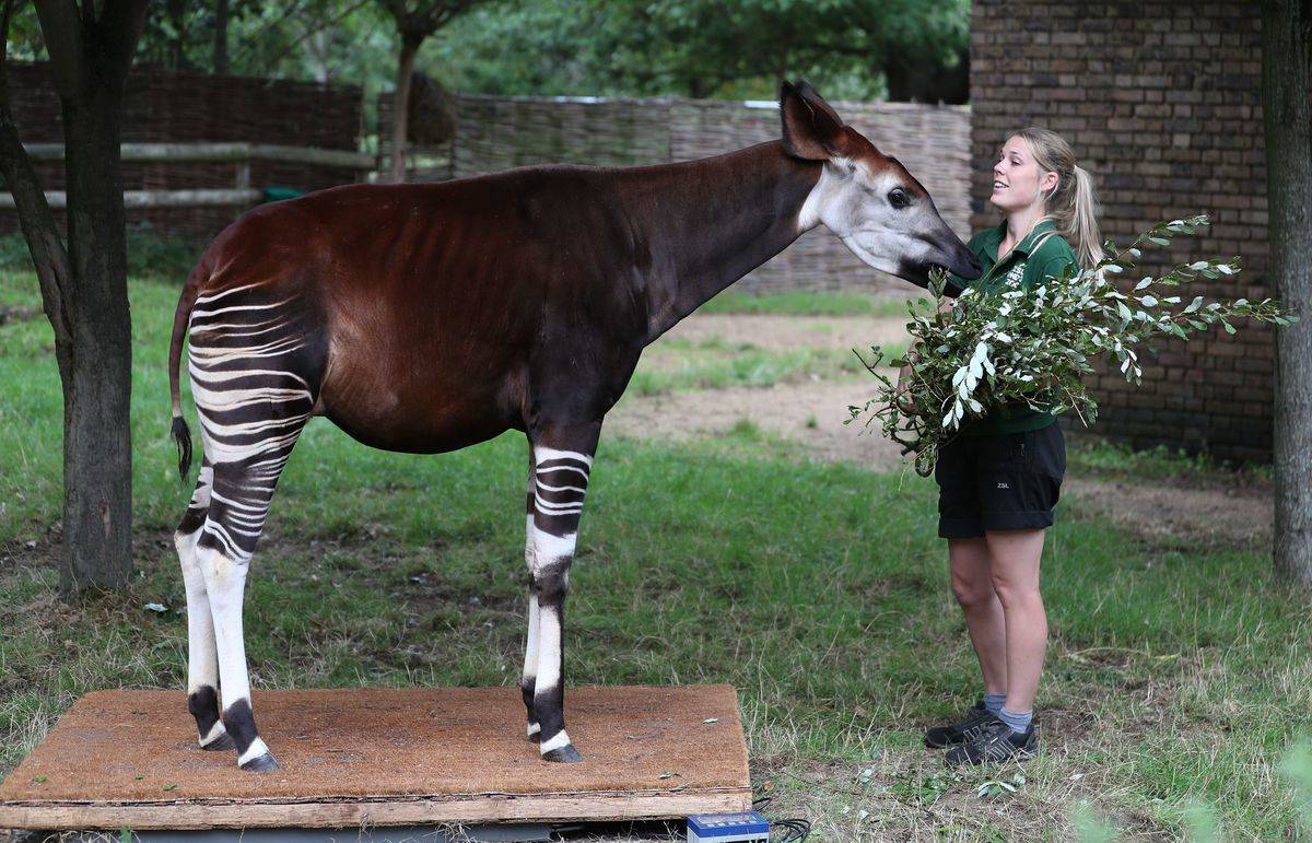 A zoo employee feeds an okapi.