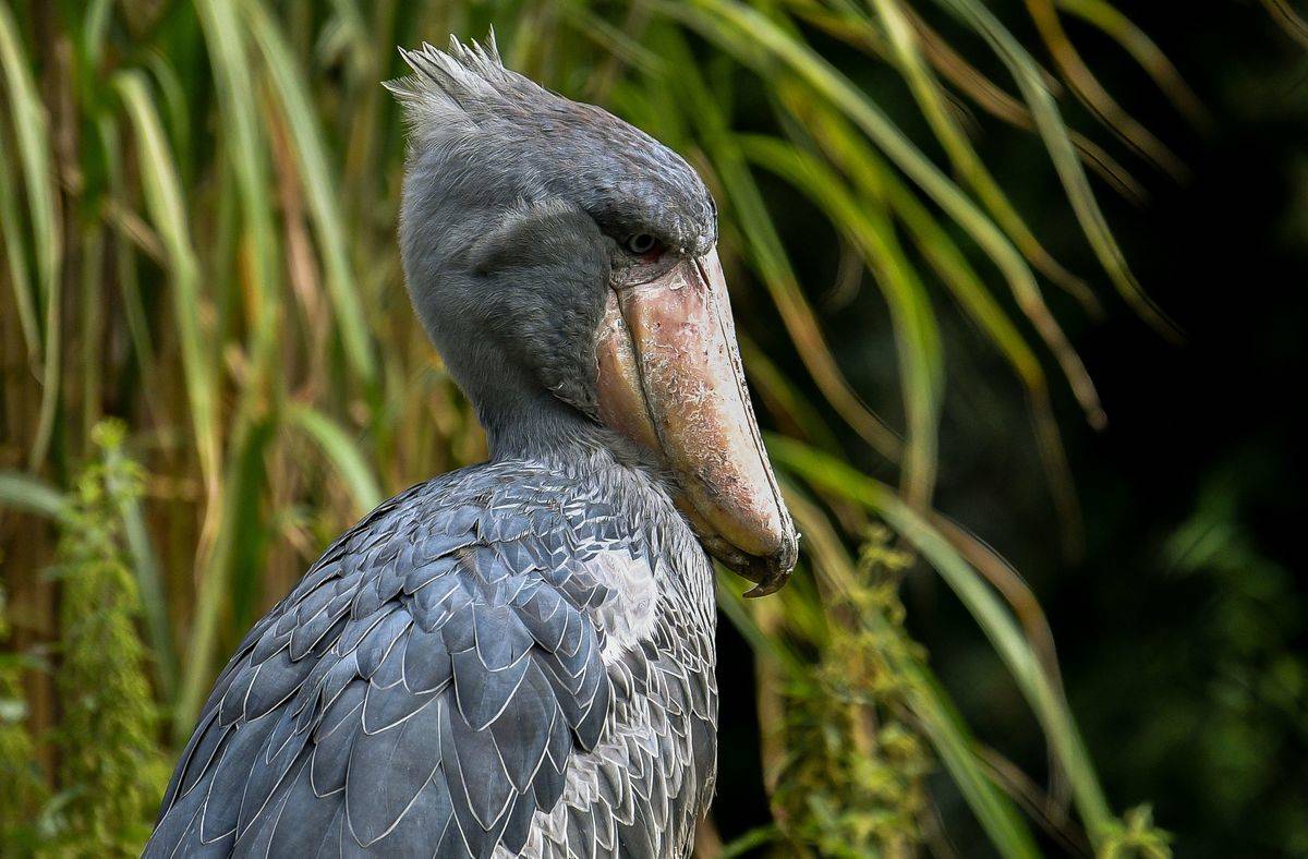 A shoebill stands in a marsh.