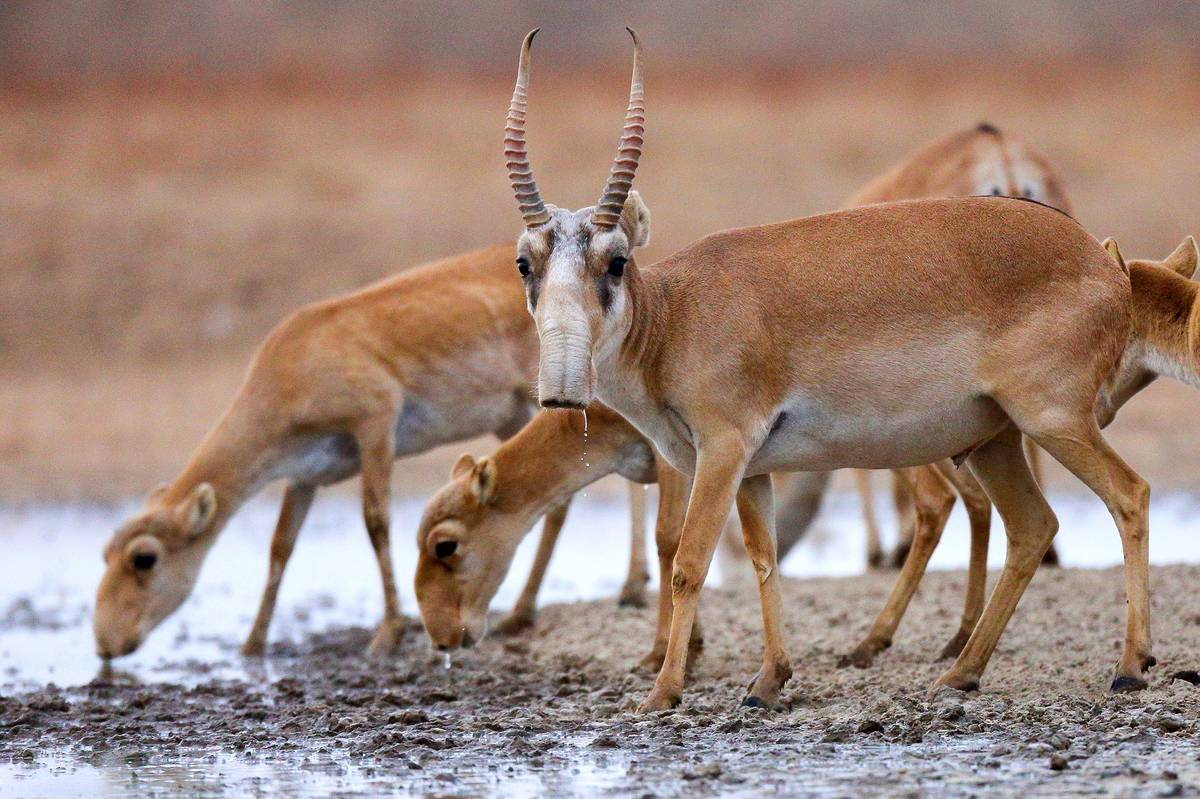 Saiga antelopes gather at a river to drink.