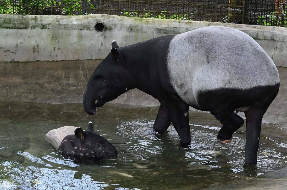 A Malayan tapir and her female calf play in the pool at a zoo.