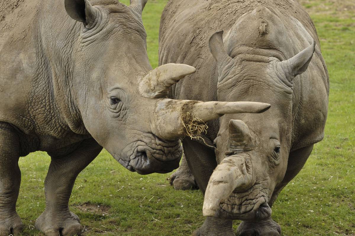 Two white rhinos graze at the Marwell Zoo.