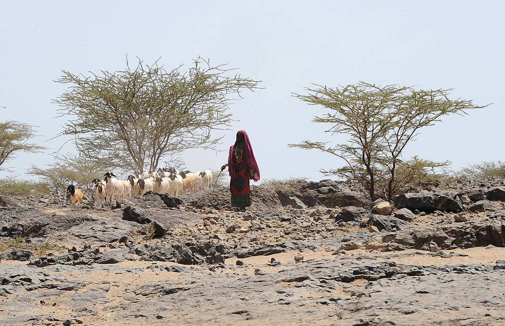 Woman walking with herd 