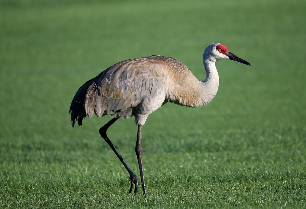 A sandhill crane walks around a national reserve.