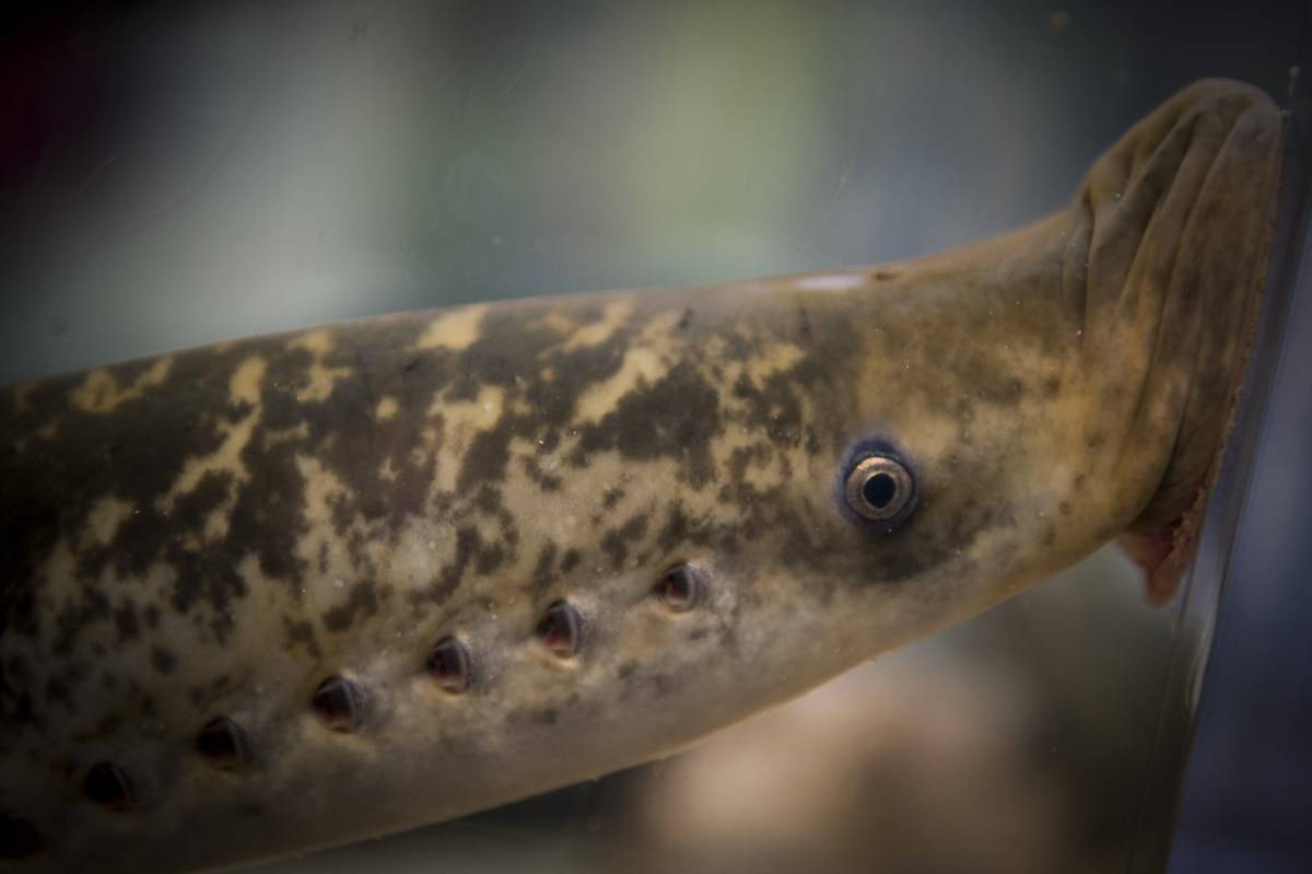 A lamprey sucks at the tank's glass.