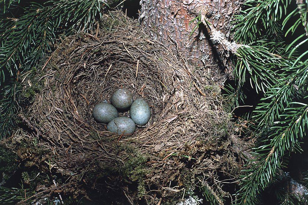 Eggs in a nest 