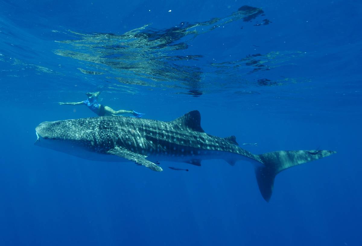 A tourist snorkles near a whale shark off the coast of western Australia.