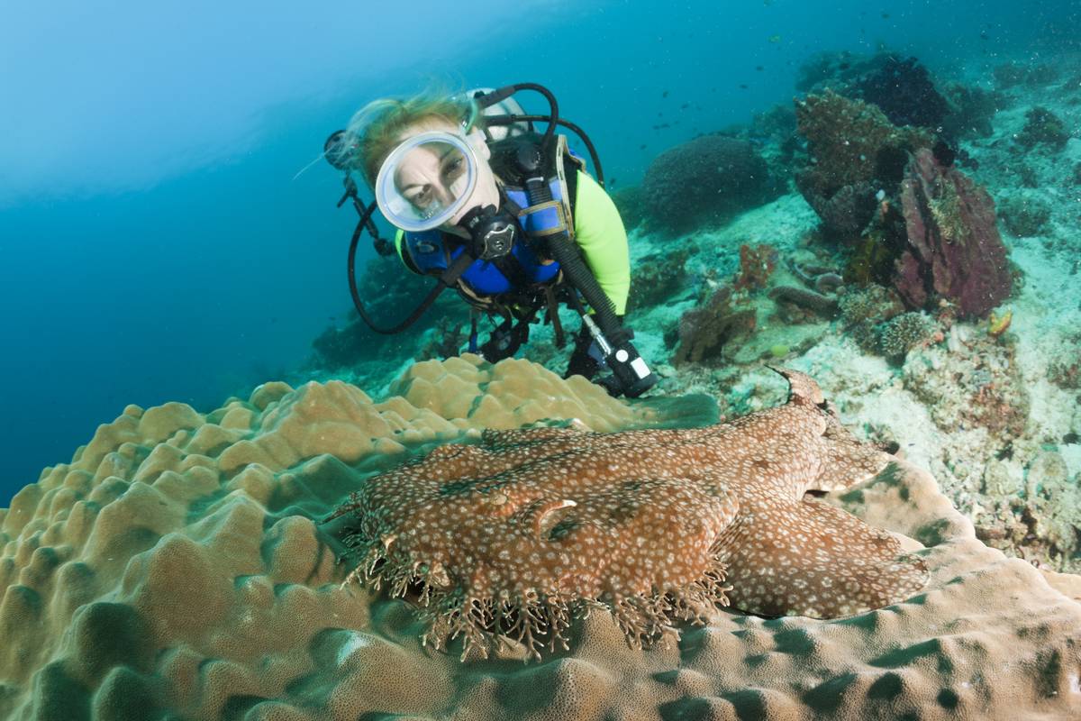 A diver finds a wobbegong shark on a reef.