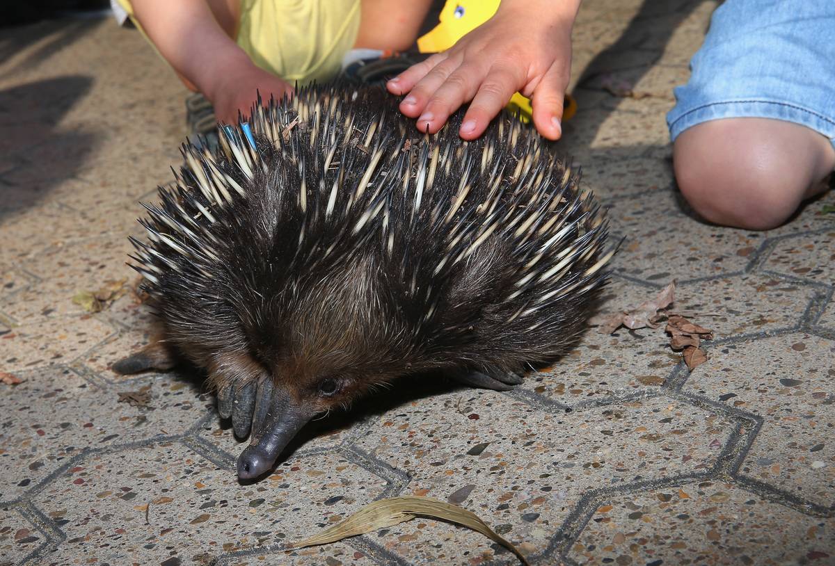 Children pet an echidna at a zoo.