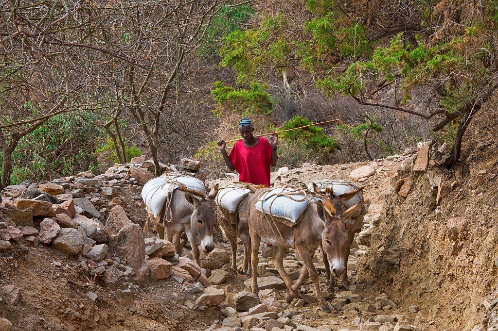 Man with donkeys 