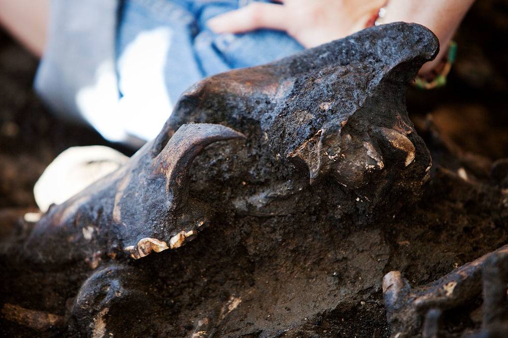 An almost complete skull from a dire wolf is uncovered among the menagerie of fossils