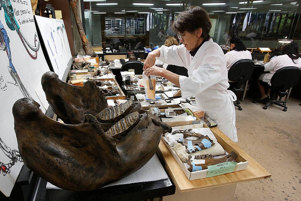 Shelley Cox categorizes parts of an adult bison, dated 42,000 years ago, while working inside the fossil lab