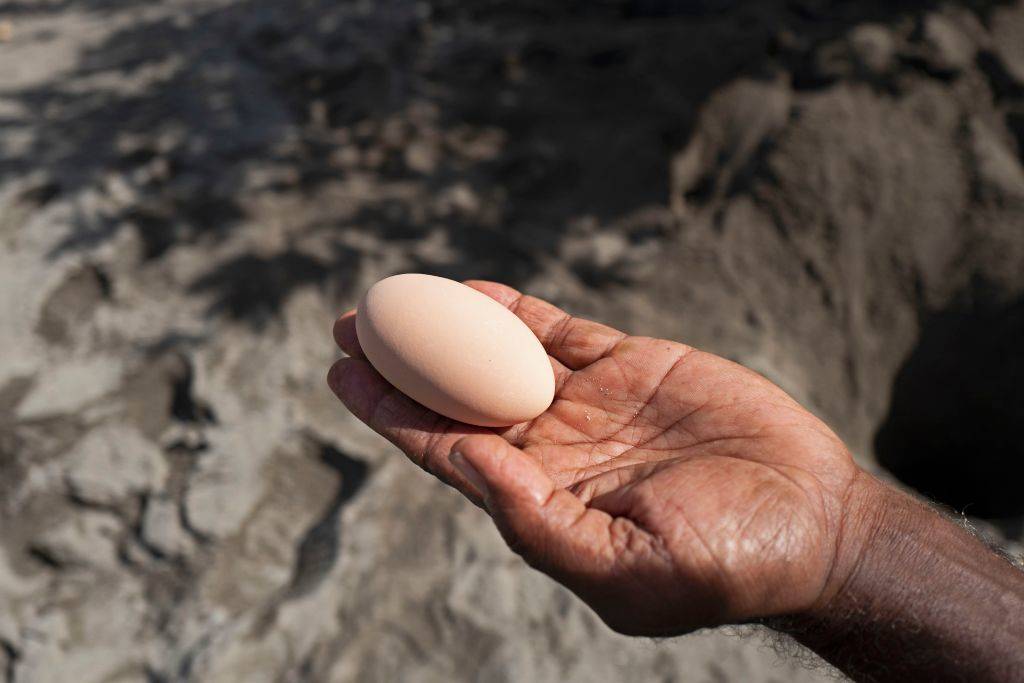 Person holding an egg 