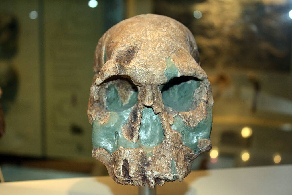 Old skull 