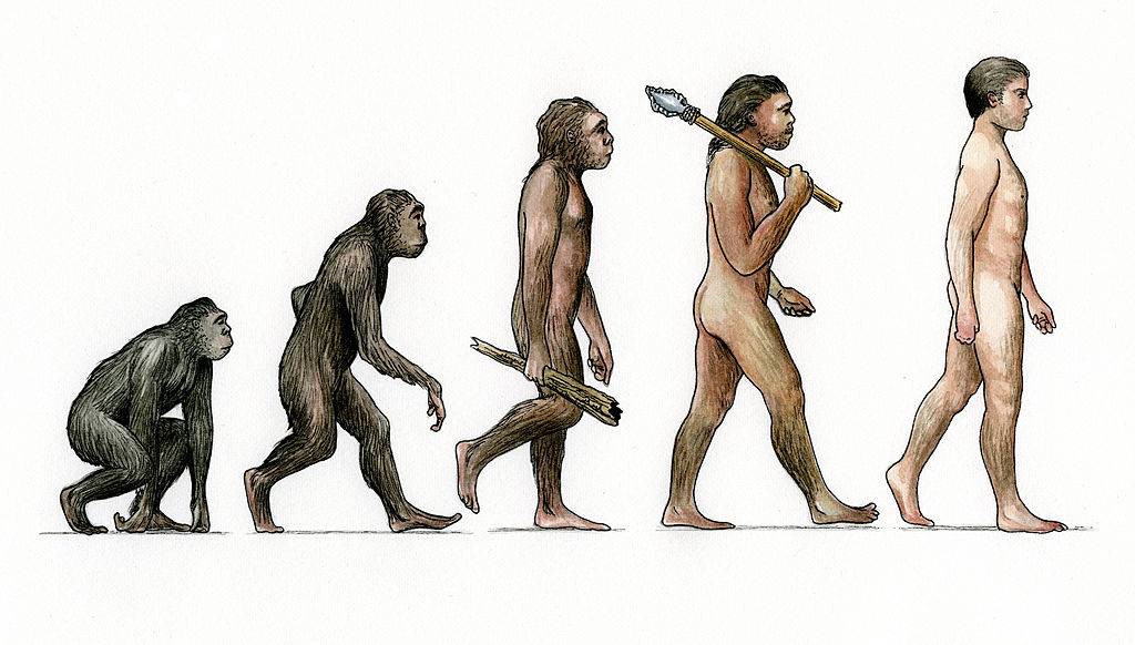 Chart of human evolution 