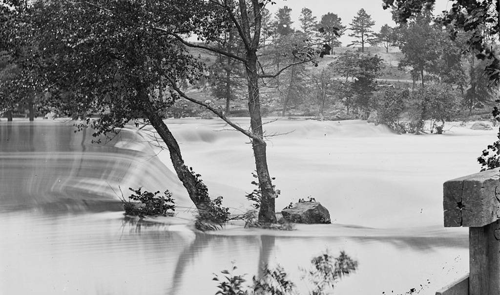 Trees in a flood 