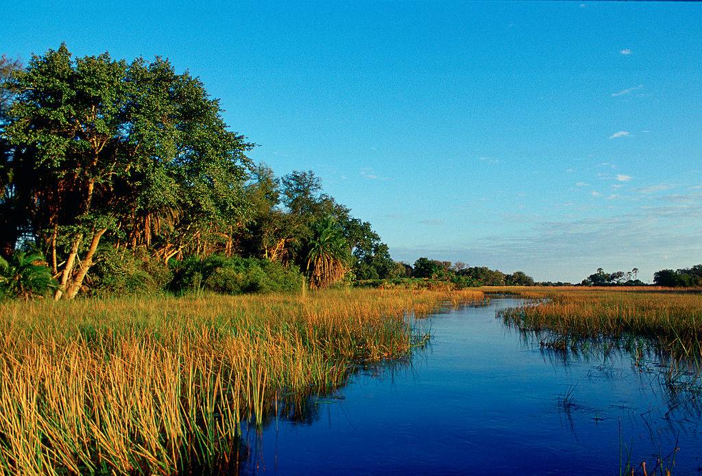 Wetlands 
