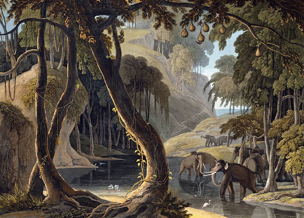 Elephants in water 