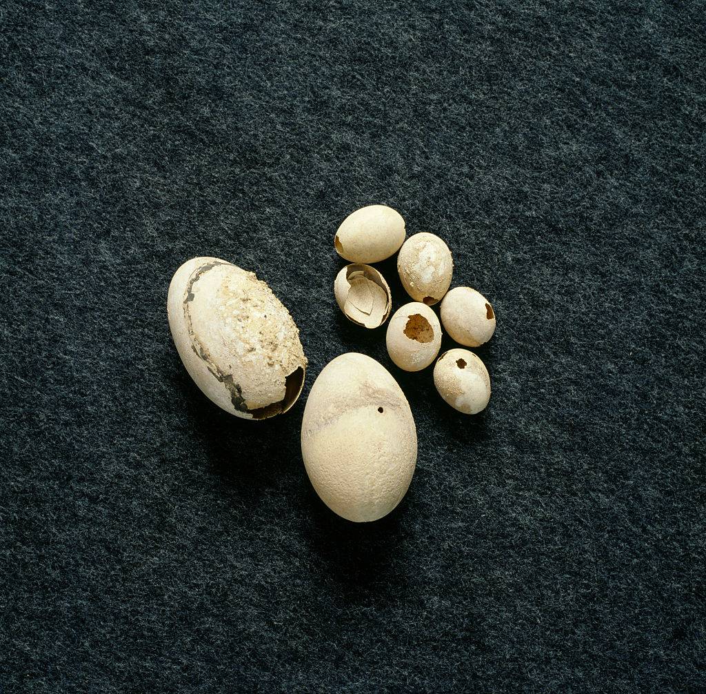 Ancient Eggs 