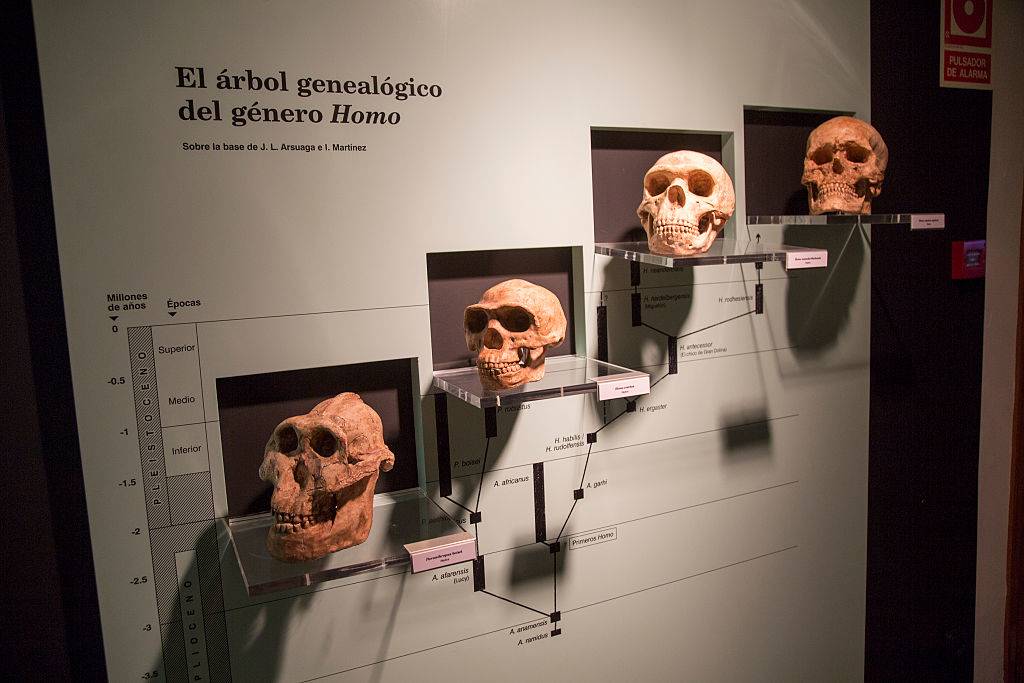 Skulls of ancient species 