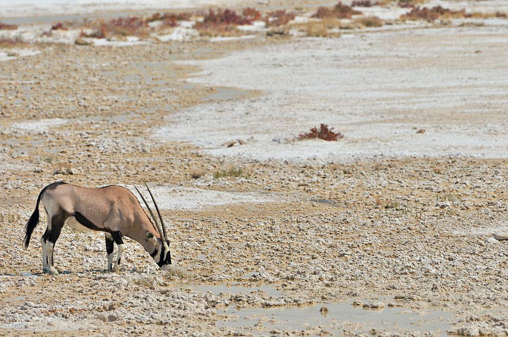 Animal on salt pans 