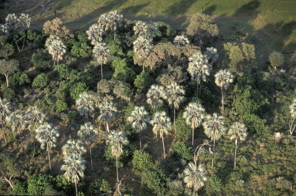 Lush trees 