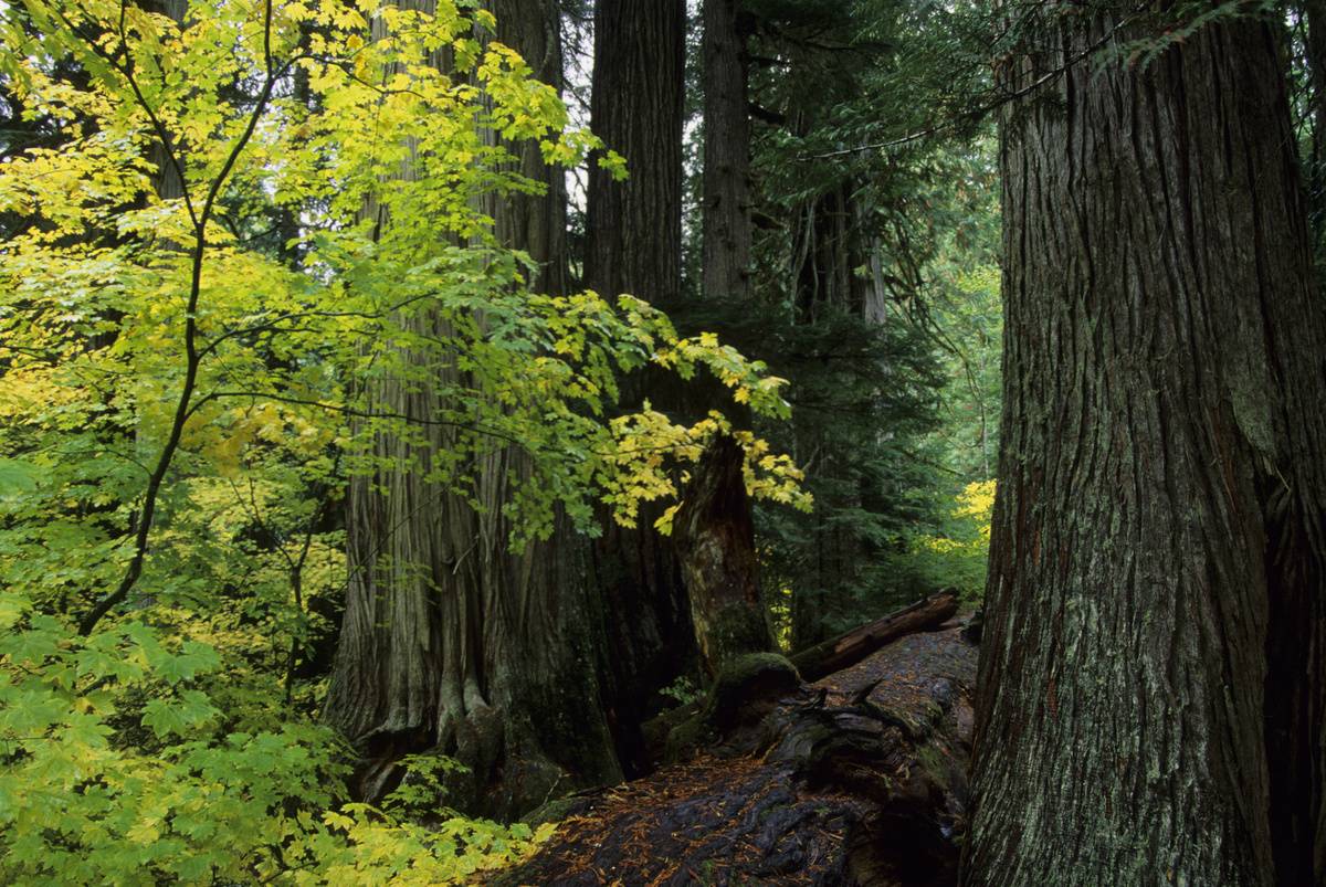 thick trees in forest