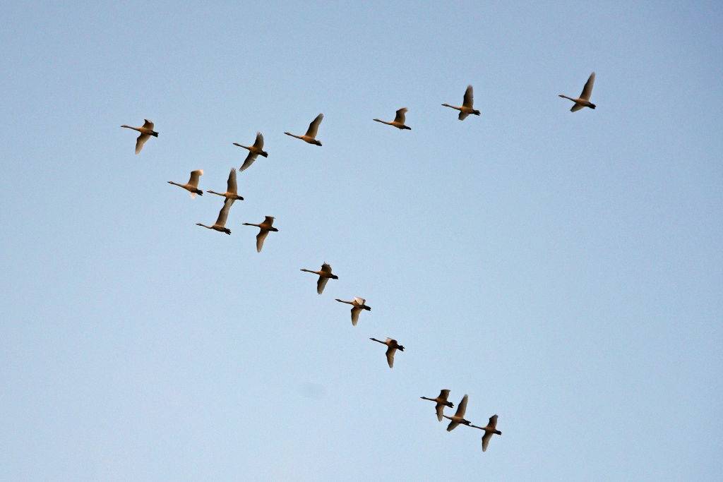 Whooper swans, which migrate each winter from their breeding grounds in Iceland, fly in V-formation over the RSPB Loch Leven nature reserve,