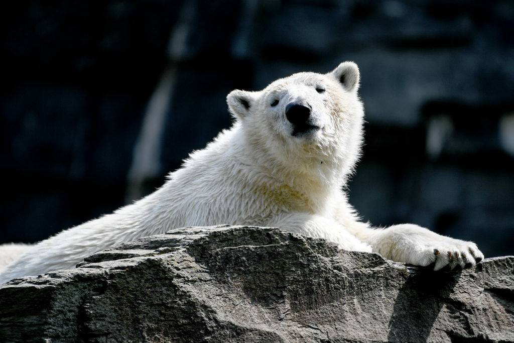 Berlin: Polar bear Hertha is sitting in her enclosure in the zoo.
