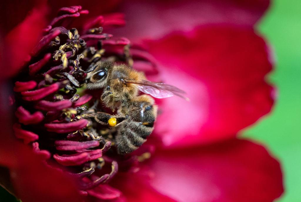 A bee sits on a flower in the botanical garden.