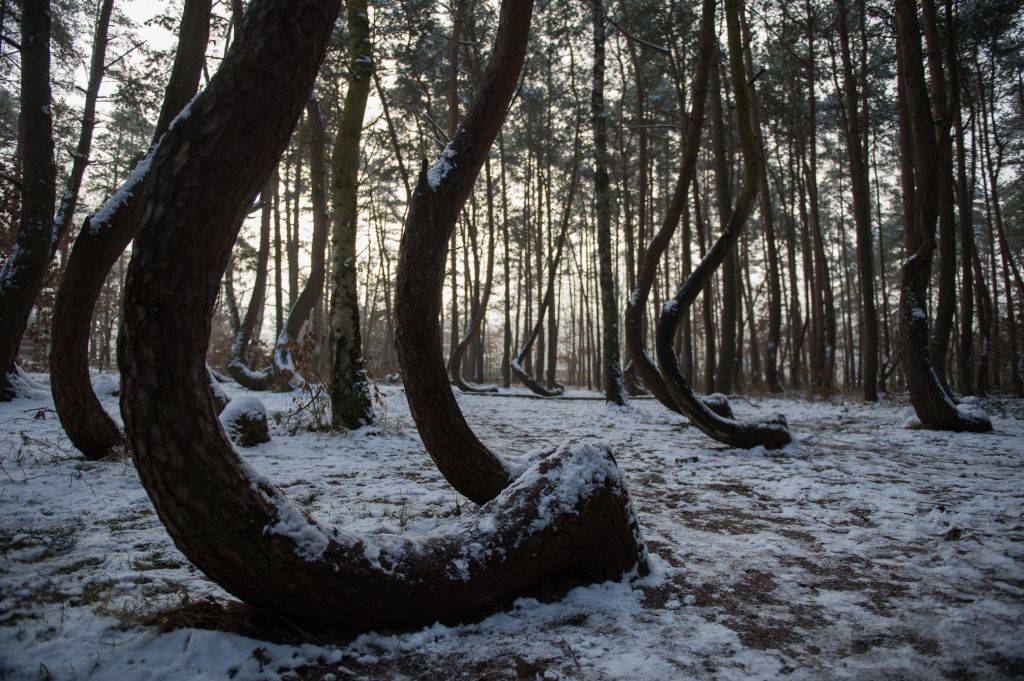 The Crooked Tree forest in Poland