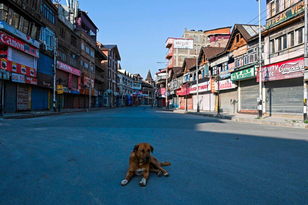 Dog on the street
