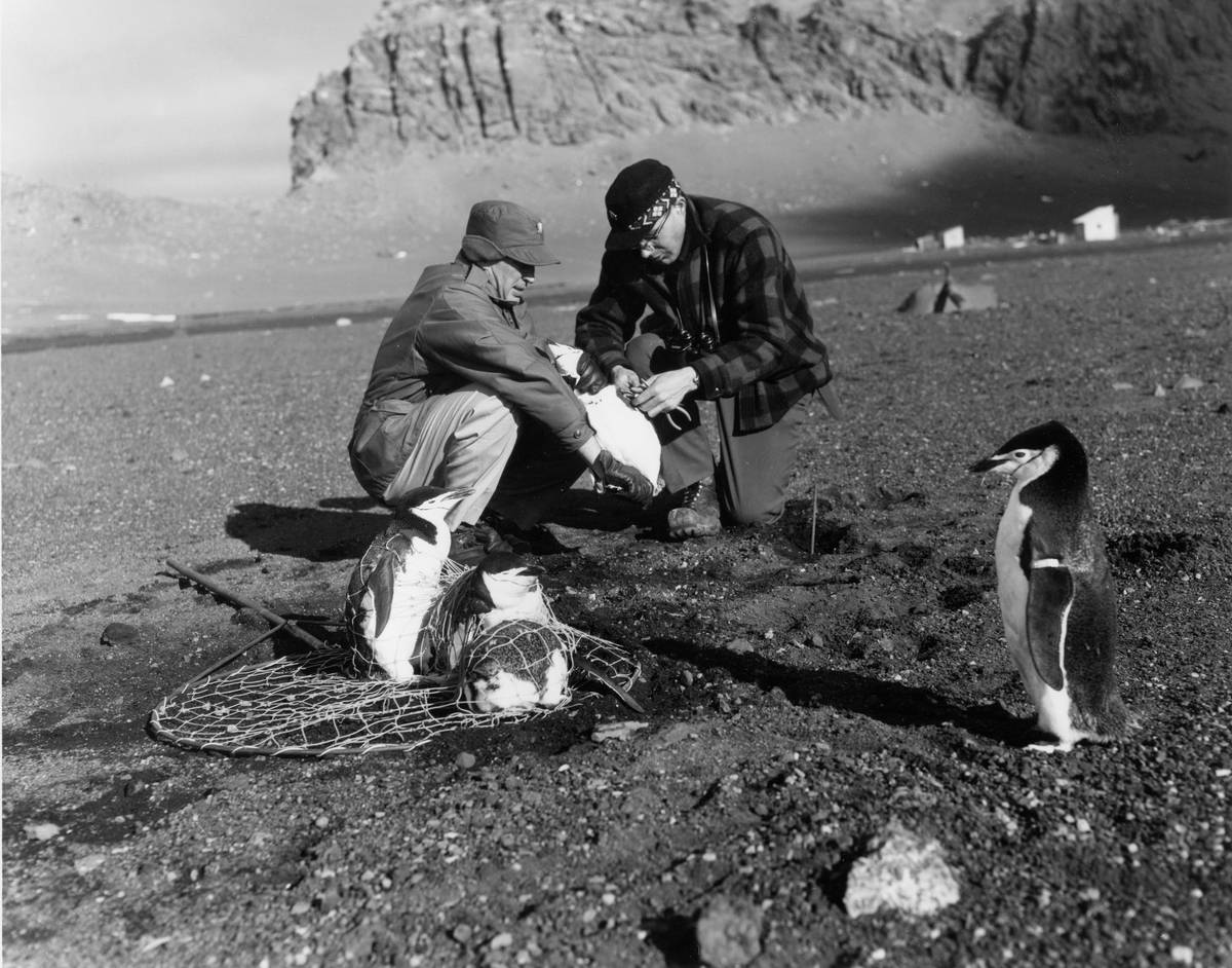 A pair of unidentified members of the United States' Operation Deep Freeze mission as they band Chinstrap penguins on Deception Island, Antarctica, March 10, 1960