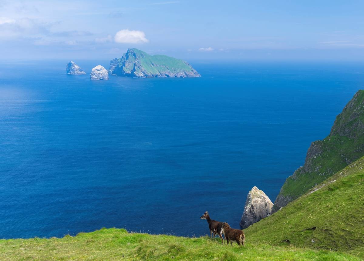 goats stand on grass of The islands of St Kilda archipelago in Scotland.