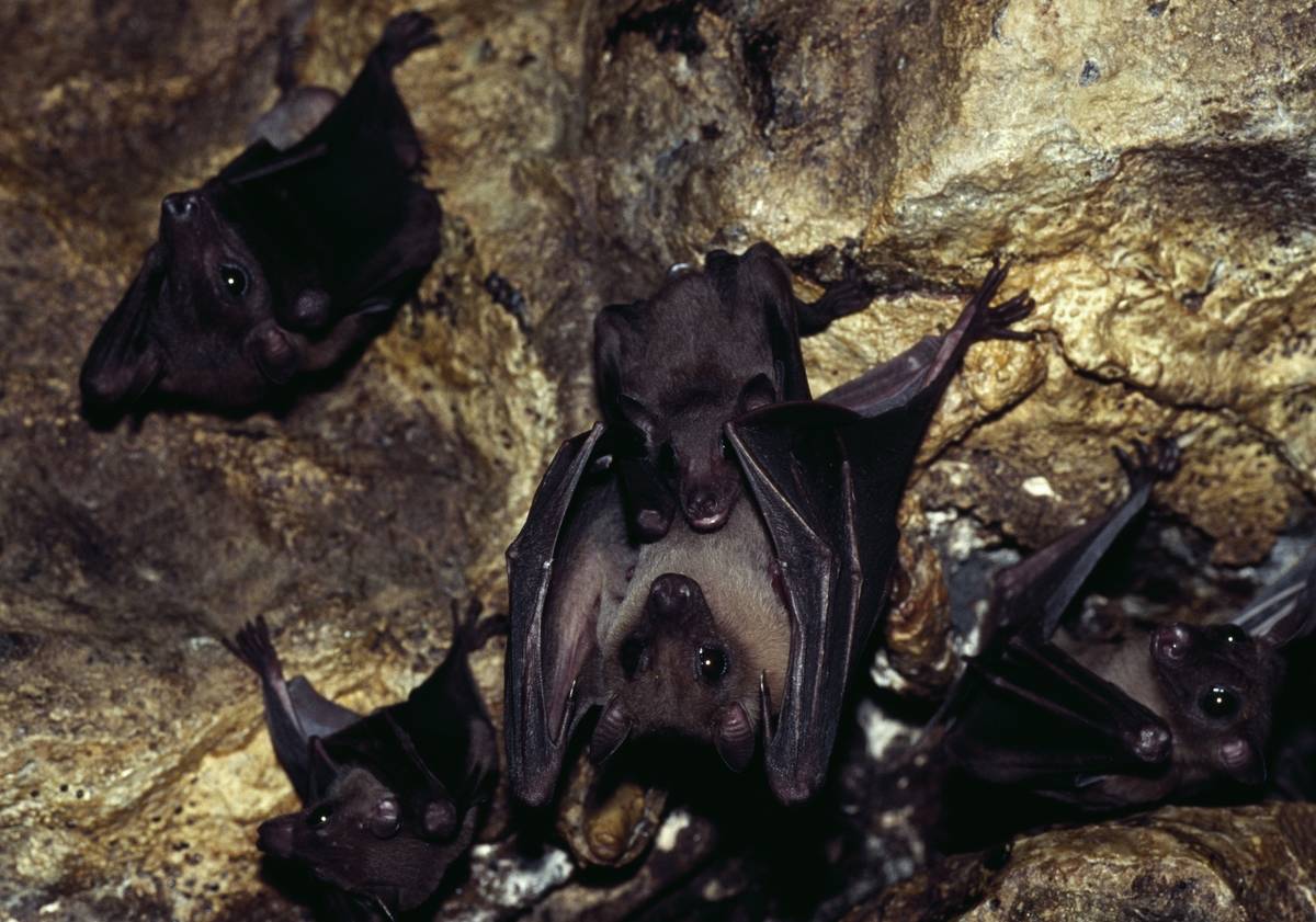 Lesser short-nosed fruit bat hanging in cave
