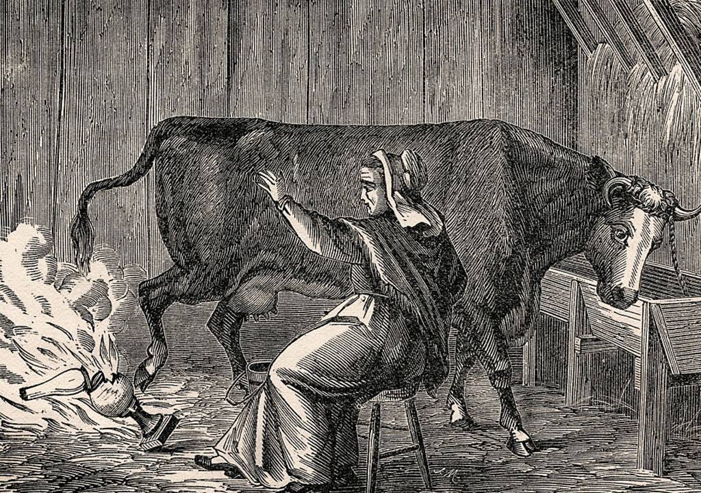 Picture of Mrs. O'Leary's cow